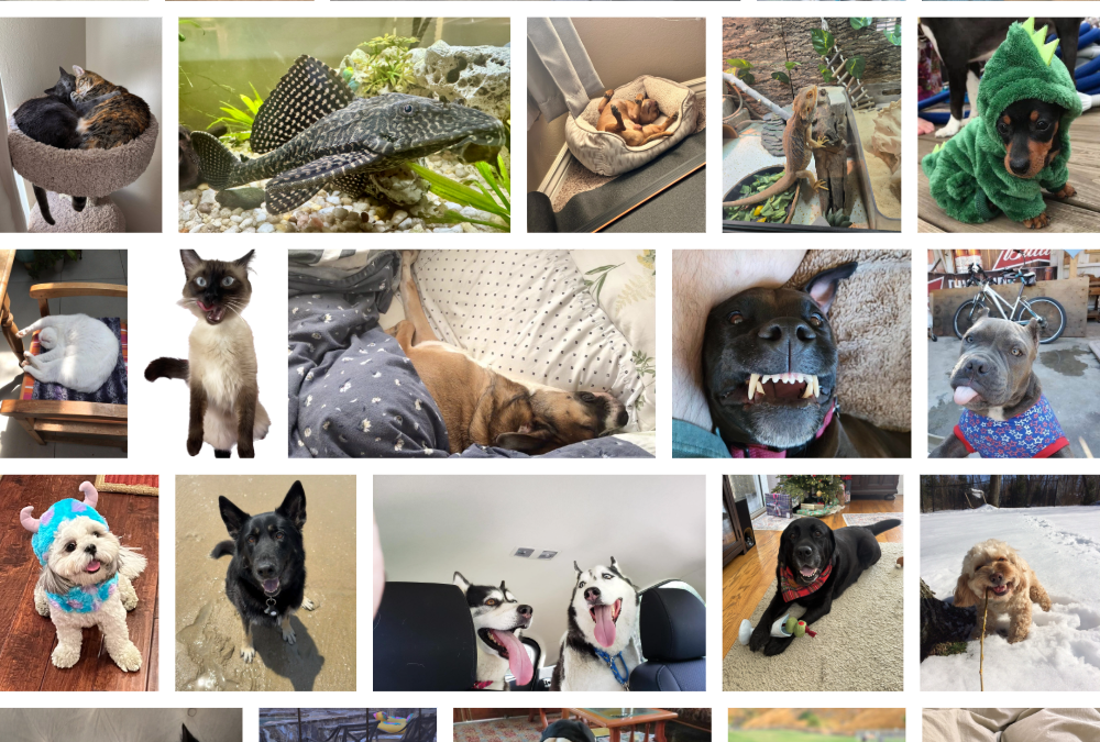 National Pet Day