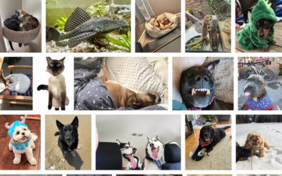 National Pet Day